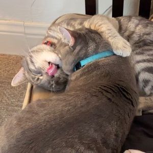 Meet your Posher, Samantha